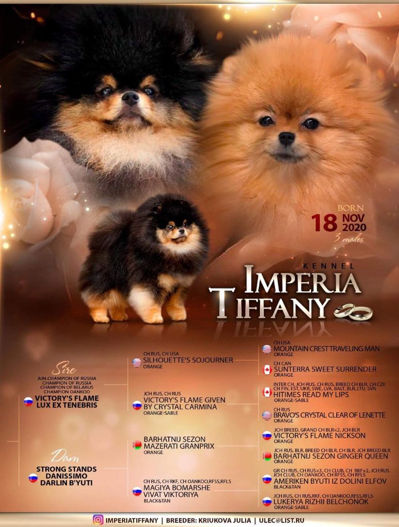 imperia tiffany Dreamy prince (ruben)