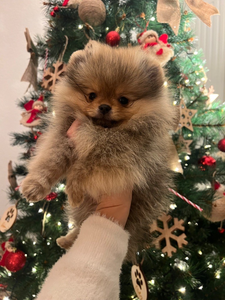 Royal Little Bear - Chiot disponible  - Spitz allemand