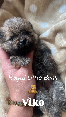 Royal Little Bear Viko