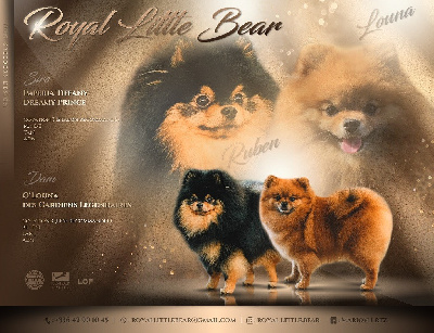 Royal Little Bear - Spitz allemand - Portée née le 15/07/2023