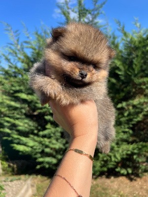 Royal Little Bear Ukko