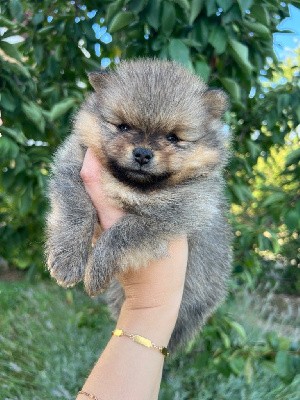 Royal Little Bear Ukko