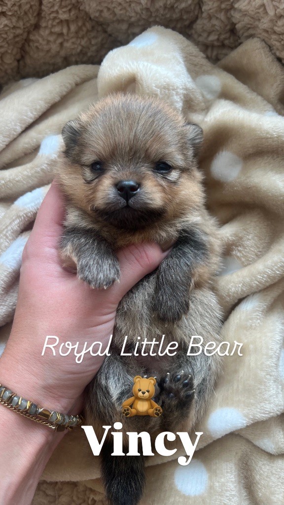 Royal Little Bear - Chiot disponible  - Spitz allemand