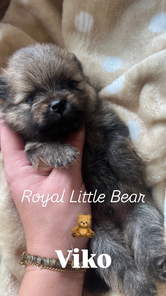 Royal Little Bear - Chiot disponible  - Spitz allemand