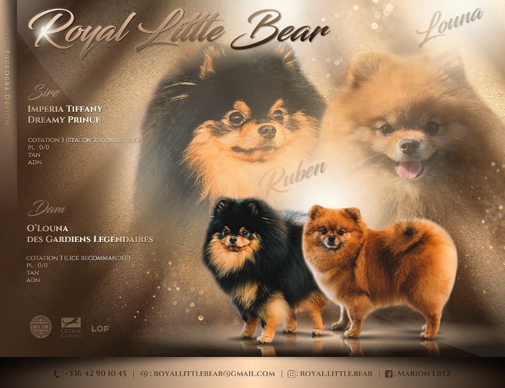 chiot Spitz allemand Royal Little Bear